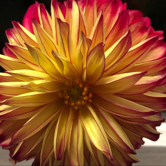 Meet your Posher, Flo - Picture 8 of 13